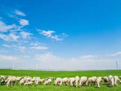 畜牧養(yǎng)殖業(yè)的春天來了,再也不用擔心牲畜走丟了