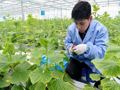 農(nóng)業(yè)生產(chǎn)實現(xiàn)物聯(lián)網(wǎng)化有什么好處?